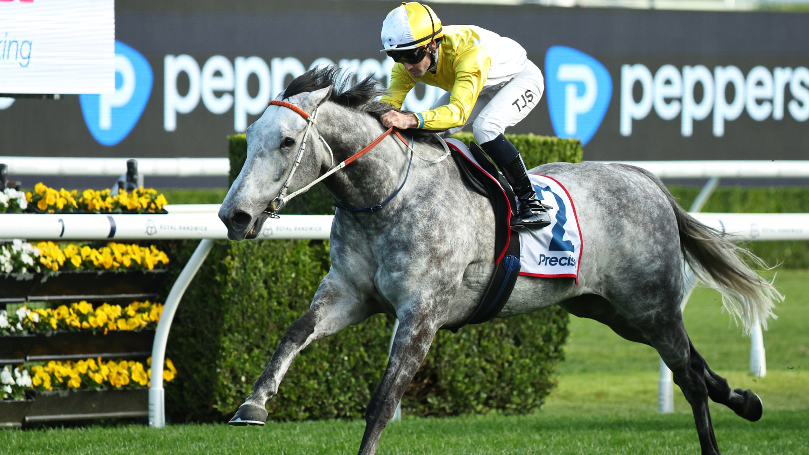 ?Forgotten horse” Briasa is ready to come back with a bang